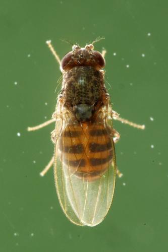 Drosophila hydei
